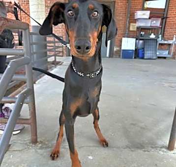 Photo of Chimera