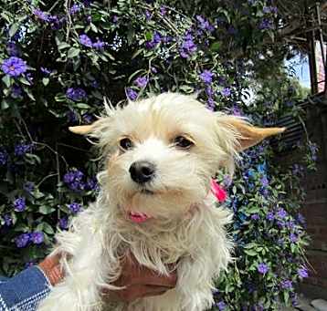 Photo of Lilly-
