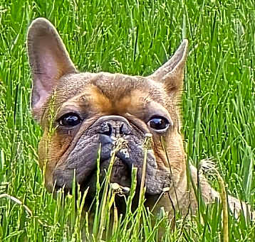 Photo of Cocoa