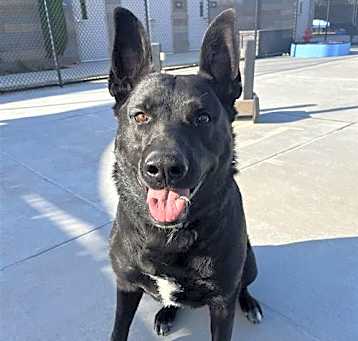 Photo of Benelli