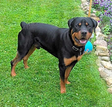 Photo of Ace