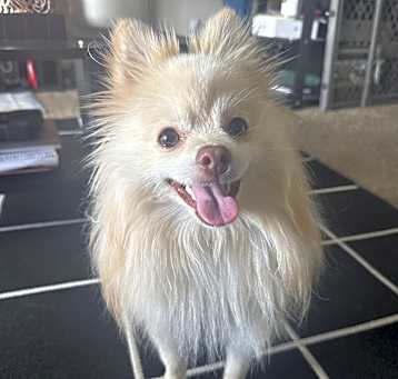 Photo of Snowflake