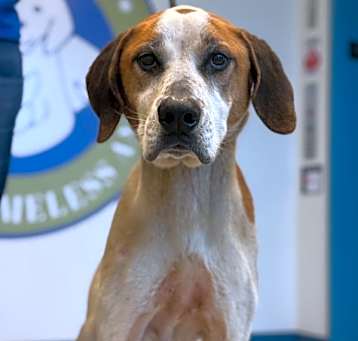 Photo of Foxhound Stray (kipp)