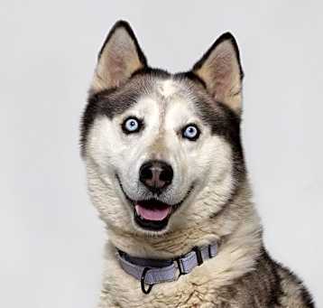 Photo of LOBO