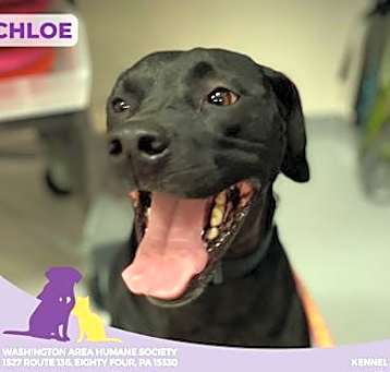Photo of Chloe