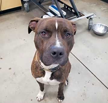 Photo of STRAY-0513-01