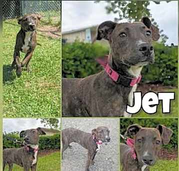 Photo of Jet