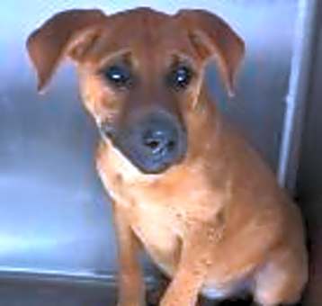 Photo of Watson