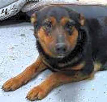 Photo of Lulu