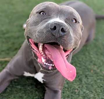 Photo of MR.BLUE