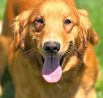 Photo of Ginger