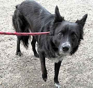 Photo of Onyx - 2