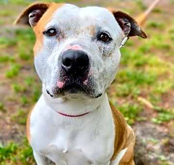 Photo of Ruby