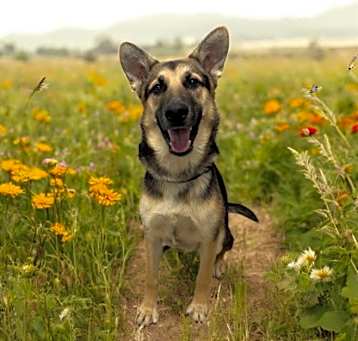 Photo of Rico