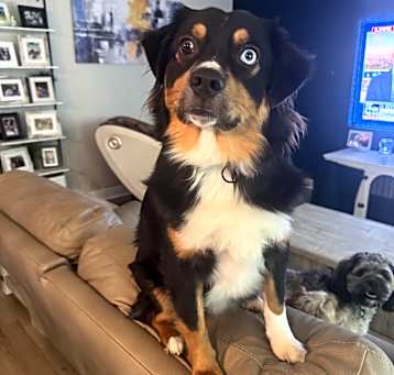 Photo of Tucker