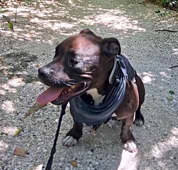 Photo of Bubba