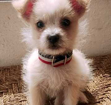 Photo of DANTE