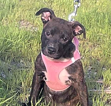 Photo of Tetra
