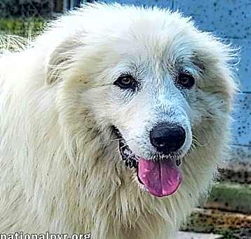 Photo of Bennie in KY - Very Sweet & Playful!