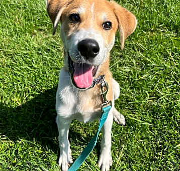 Photo of Cooper