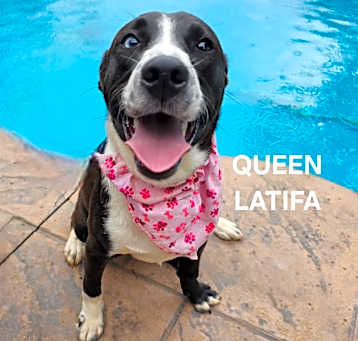 Photo of Queen Latifa