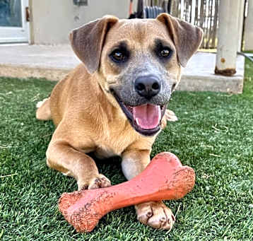 Photo of Hamlet
