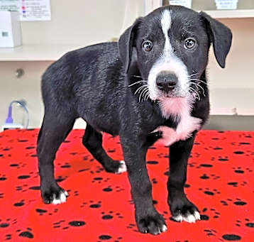 Photo of Bandit