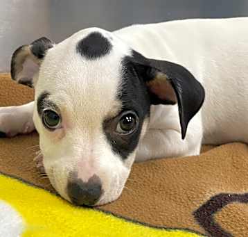 Photo of Patches