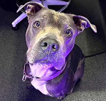 Photo of Diesel