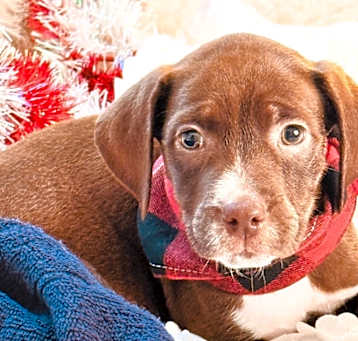 Photo of TOOTSIE