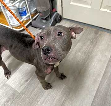 Photo of HSCC-Stray-44794