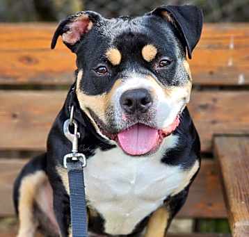 Photo of Thor
