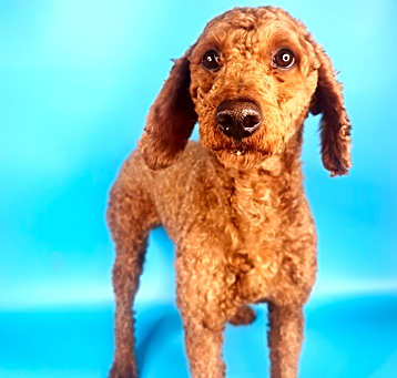 Photo of Cocoa Krispy