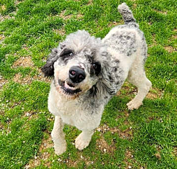 Photo of Houdini