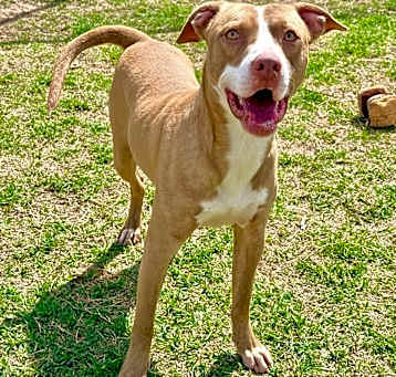 Photo of Midas