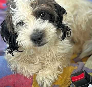 Photo of Mochi