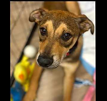 Photo of Scout