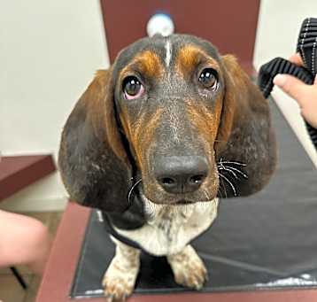 Photo of Oakley