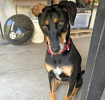Photo of Roxy