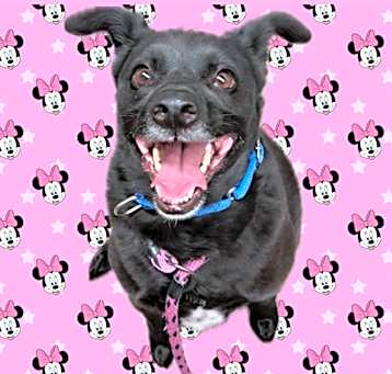 Photo of MINNIE MOUSE
