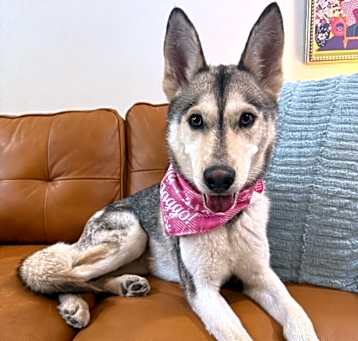 Photo of Callie the Majestic Beauty