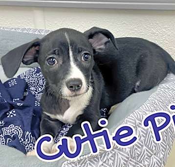 Photo of Cutie Pie in Texarkana TX