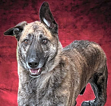 Photo of RED