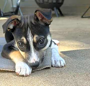 Photo of Presley