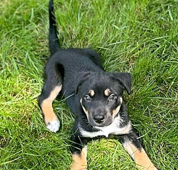 Photo of Elvis