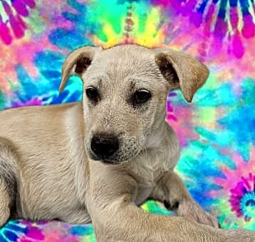Photo of AGGIE
