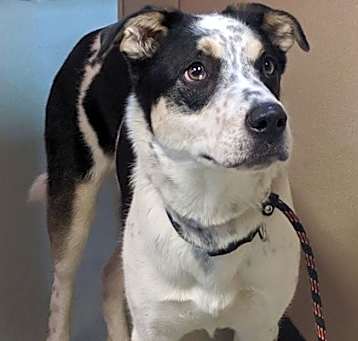 Photo of Chief