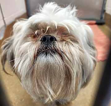 Photo of Elijah Woof