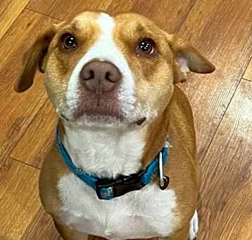 Photo of Scooter