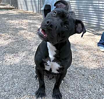 Photo of Dillinger
